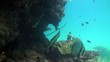 Reef batfish