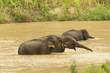 Wild elephant from kuiburee, thailand