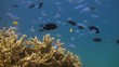 colorful reef_1