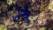 Giant blue starfish