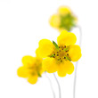 yellow flowers on a white background