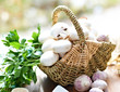 Agaricus