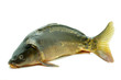 Karp królewski