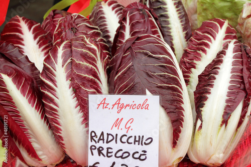 Photo: Radicchio Rosso di Treviso, variety precoce Radicchio Rosso di Treviso, variety precoce