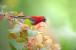 Photo: Crimson sunbird on flower Crimson sunbird on flower