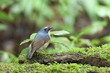 Snowy-browed Flycatcher from Doi inthanon, thailand