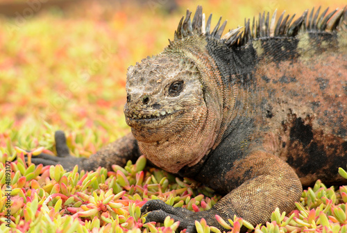 Photo: Meerechse auf Galapagos Meerechse auf Galapagos