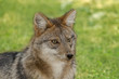 Head of Jackal