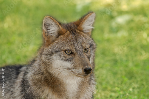 Photo: Head of Jackal Head of Jackal