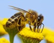 detail of honeybee