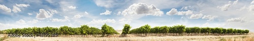 Photo: Vineyards panoramic image Vineyards panoramic image