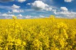 field of rapeseed with beautiful cloud
