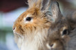 Rabbit family....