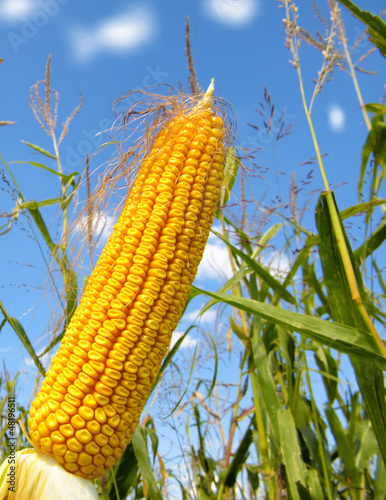 Photo: Corn field Corn field