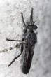 Robber fly, extreme close-up, this fly is a predator
