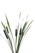 Photo: Water cattails on a white background isolated Water cattails on a white background isolated