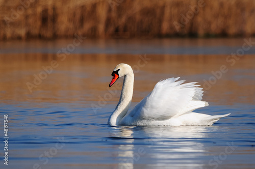 Photo: Mute swan (Cygnus olor) swimming in a lake Mute swan (Cygnus olor) swimming in a lake