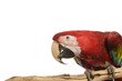 Scarlet Macaw, Ara macao, isolated on white