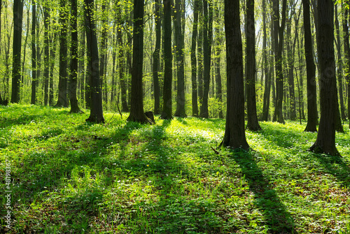 Photo: forest forest