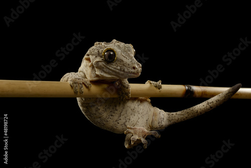 Photo: Gargoyle Gecko, Rhacodactylus auriculatus, Isolated on Black. Gargoyle Gecko, Rhacodactylus auriculatus, Isolated on Black.