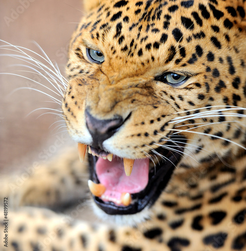 Photo: Leopard portrait Leopard portrait