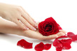 Beautiful woman hands with rose, isolated on white
