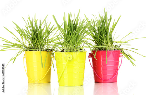 Photo: Green grass in buckets isolated on white Green grass in buckets isolated on white