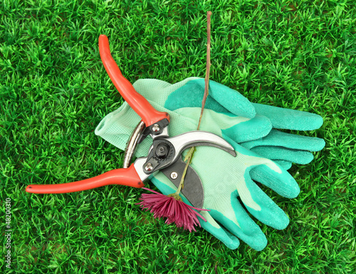 Photo: Secateurs with flower on green grass background Secateurs with flower on green grass background