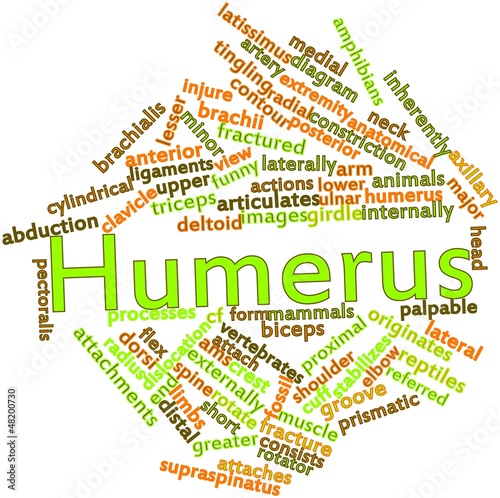 Illustration: Word cloud for Humerus Word cloud for Humerus
