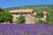 Lavendelfeld - lavender field 27