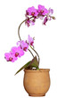 Photo: Orchidea Orchidea