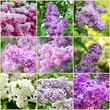 Lilac collage Lilac collage