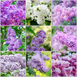 Lilac collage
