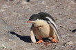 Eselspinguine in der Antarktis