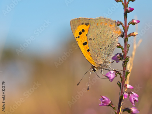 Photo: Small Copper butterfly, Lycaena phlaeas Small Copper butterfly, Lycaena phlaeas