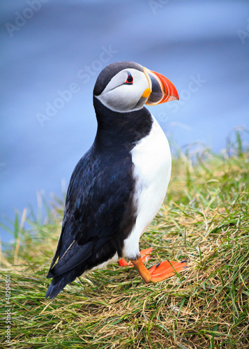 Photo: Puffin portrait Puffin portrait