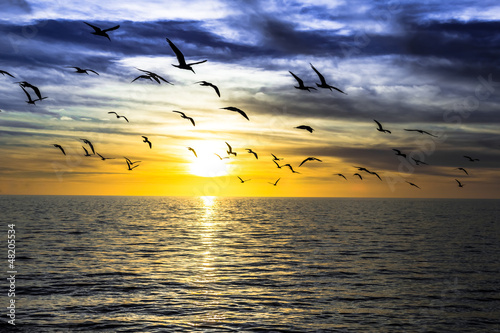 Photo: dramatic dark cloudy sunset over the ocean with flying seagulls dramatic dark cloudy sunset over the ocean with flying seagulls