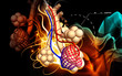 Alveoli