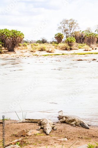 Photo: Kenian crocodiles Kenian crocodiles