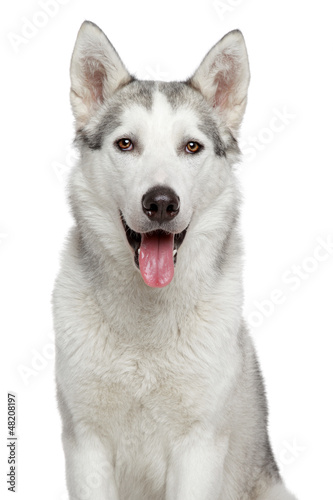 Photo: Happy husky dog portrait Happy husky dog portrait