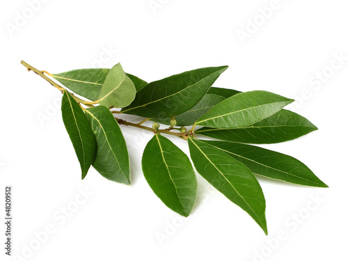 Photo: Branch of laurel Branch of laurel
