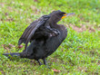 Double-crested Cormorant Stretching