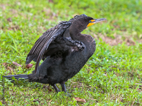 Photo: Double-crested Cormorant Stretching Double-crested Cormorant Stretching