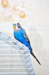 Parrot on a cage
