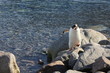 Eselspinguine in der Antarktis