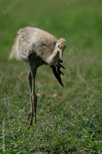 Photo: Gru Juv Gru Juv