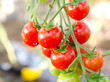 bunch of cherry tomatoes