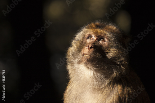 Photo: face of a monkey on the Atlas mountains looking at the trees face of a monkey on the Atlas mountains looking at the trees