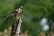 Falco
