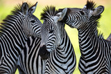 Zebras kissing and huddling